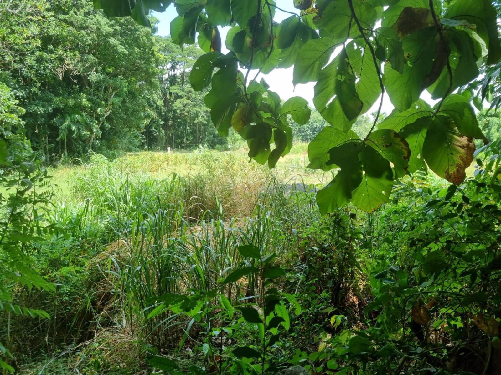 Silver Hill Ecovillage Kurunegala Luaran gambar