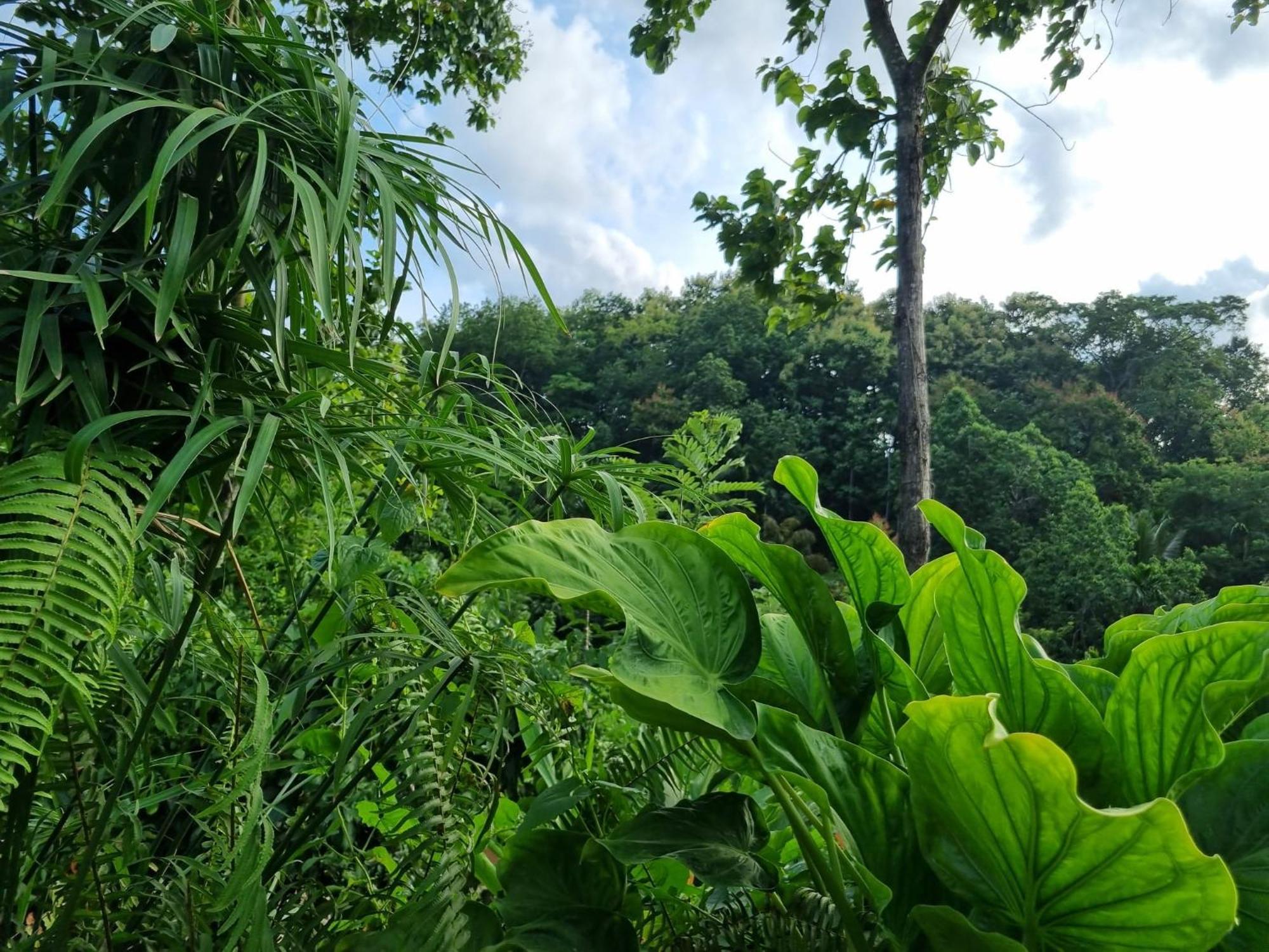 Silver Hill Ecovillage Kurunegala Luaran gambar