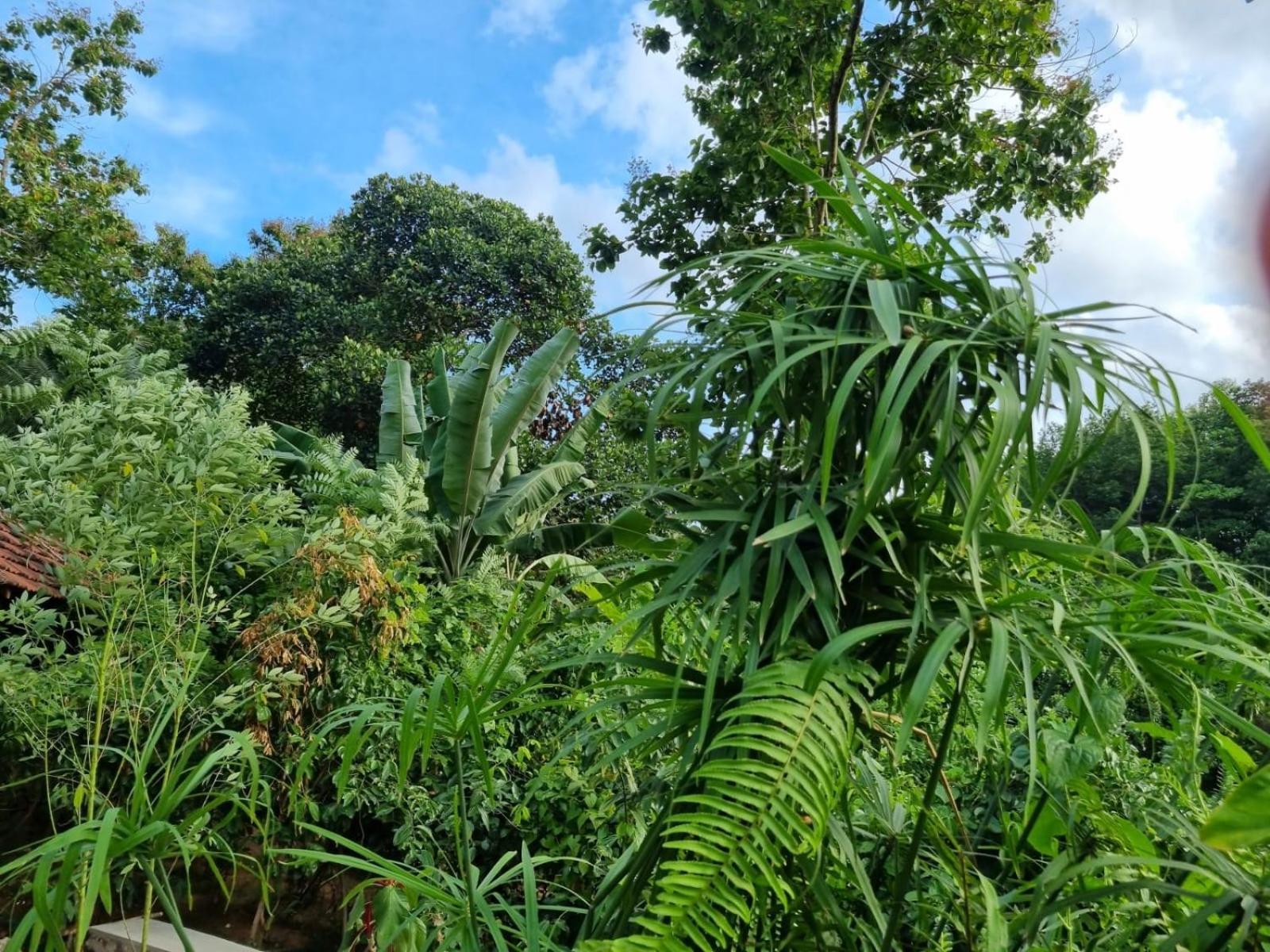 Silver Hill Ecovillage Kurunegala Luaran gambar