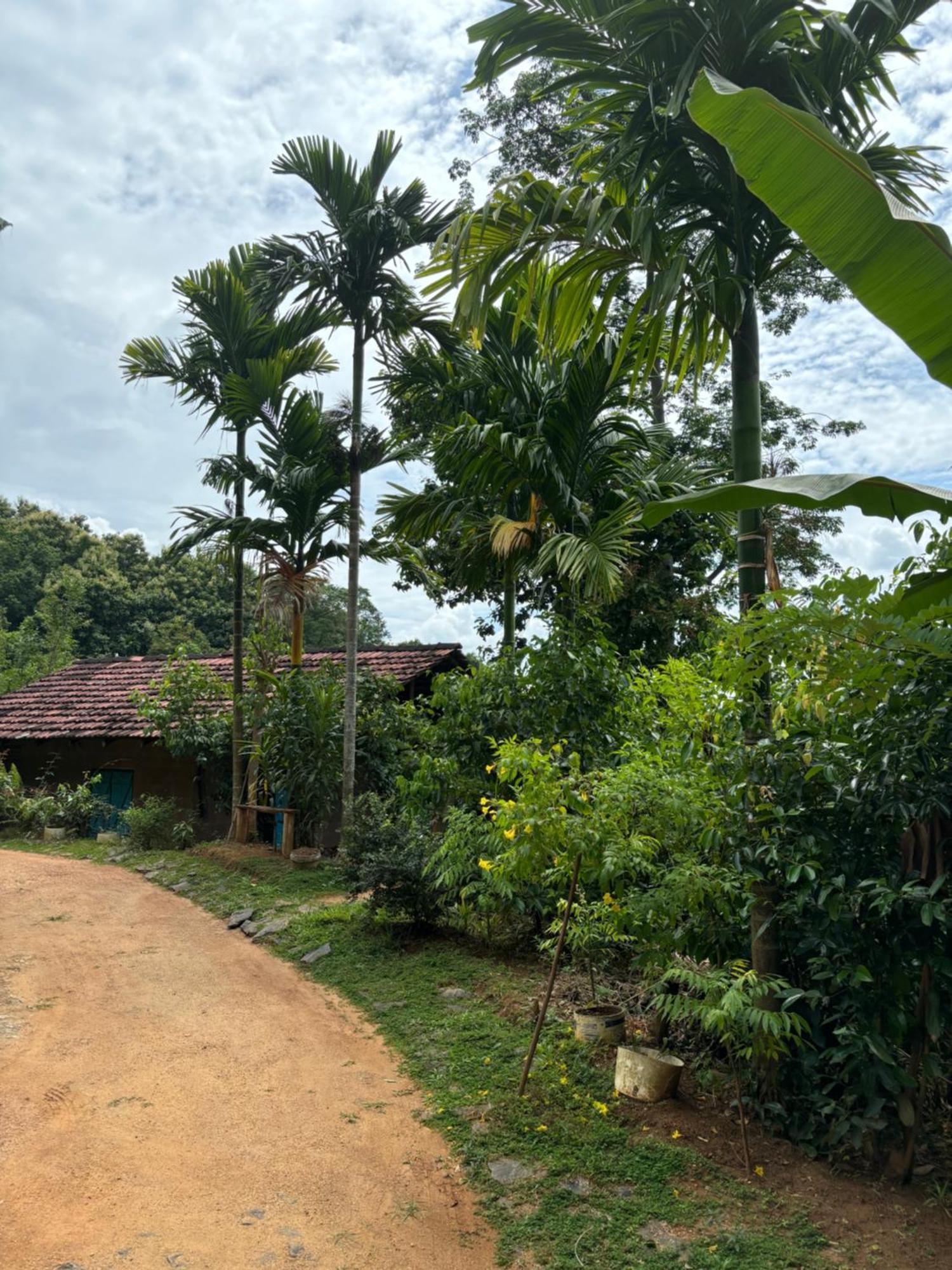 Silver Hill Ecovillage Kurunegala Luaran gambar